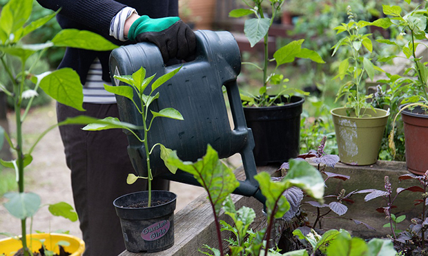 The Citizen Gardener: ‘It’s time to start planning’ – Hackney Citizen