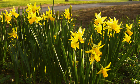 Daffodils in Clissold Park. Photo: © Hackney Citizen