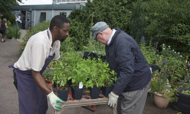 Community Garden Looking For Trainees Seeking To Improve Their