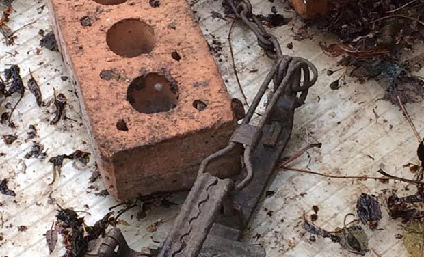 The trap had been placed at the back of a garden. Photograph: RSPCA